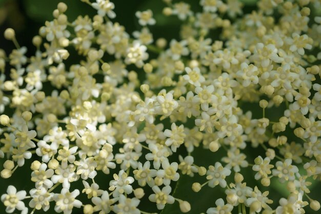 fiori di anziano nero