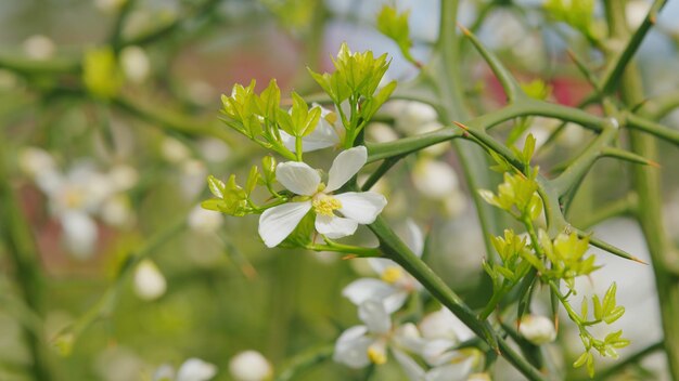 Fiori di arancione amaro giapponese trifoliata o arancione amarino giapponese da vicino