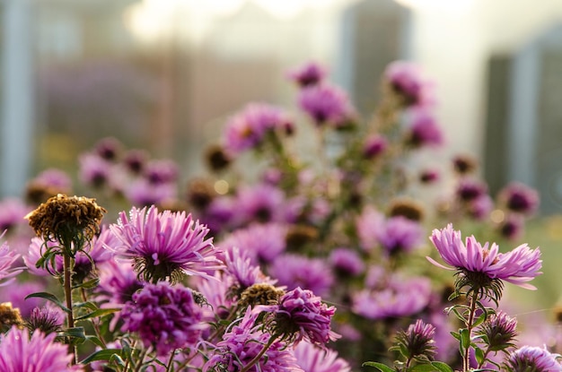 Fiori di Aster Pianta da giardino decorativa con fiori viola Bella pianta perenne primo piano soft focus