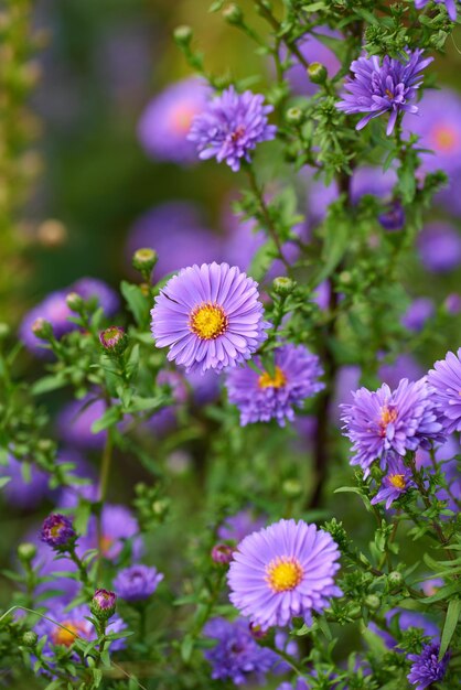 Fiori di aster viola che crescono in un giardino tra il verde della natura durante l'estate Piante fiorite viola che iniziano a fiorire su un prato in primavera Flora luminosa che sboccia sulla campagna