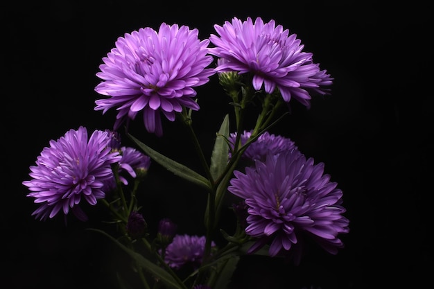 Fiori di aster viola su sfondo nero