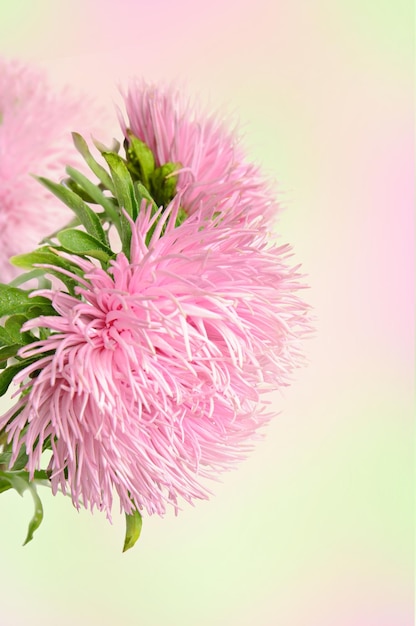 Fiori di aster