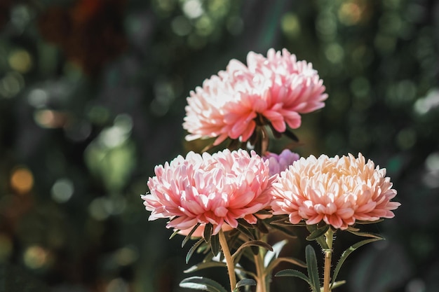 Fiori di aster