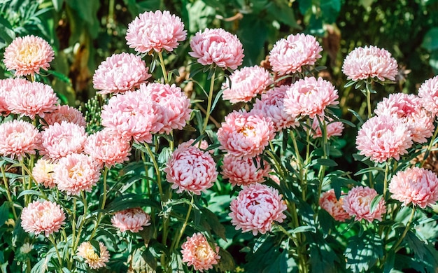 Fiori di astri rosa