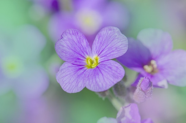 Fiori di Aubretia o Aubrieta Deltoidea Aubrieta cultorum nel giardino Copertura del suolo Aubrieta