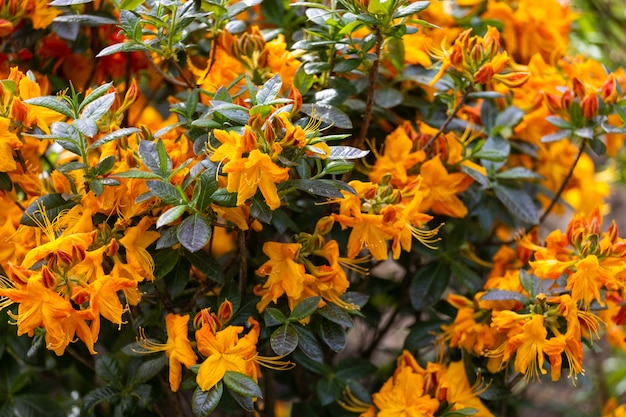 Fiori di Azalea. nana bella pianta fiorita. Foto di alta qualità