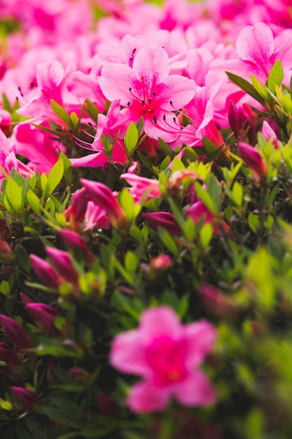 Fiori di azalea rosa