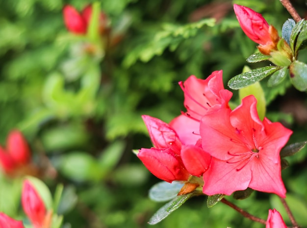 Fiori di azalea rossa in fiore nel giardino primaverile Concetto di giardinaggio