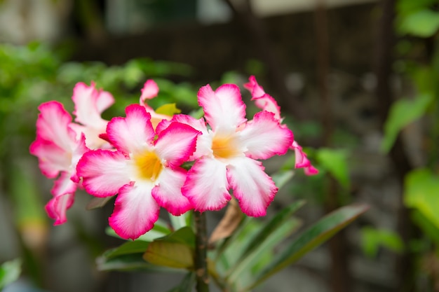 Fiori di azalee o fiori di bignonia rosa