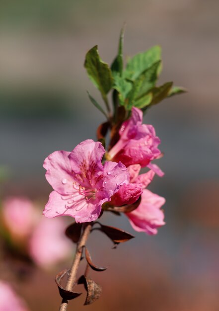 Fiori di azalee