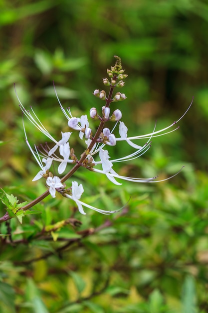 Fiori di baffi di gatto