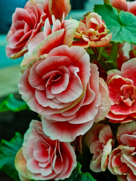 Fiori di begonia rossi e rosa in una pentola, primo piano