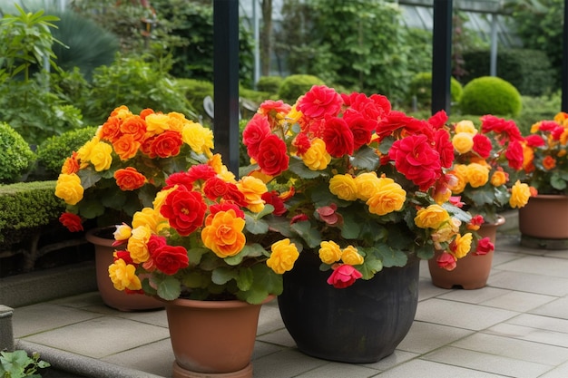 Fiori di Begonia rosso e giallo brillante in vaso