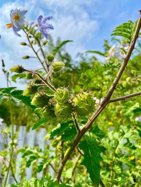 Fiori di belladonna nel giardino con foglie verdi e cielo blu