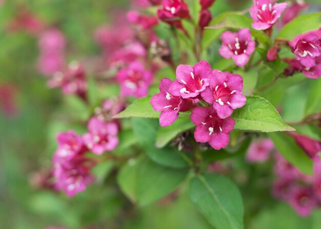 Fiori di Borgogna di Kolkwitzia amabilis