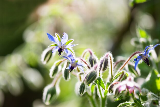 Fiori di borragine in giardino