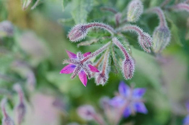 Fiori di borragine primo piano Borago officinalis macro