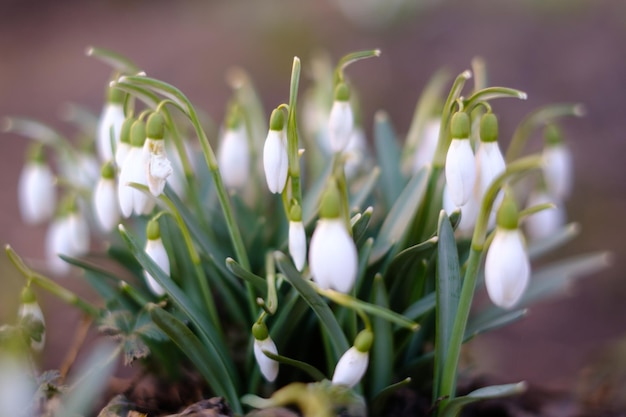 Fiori di bosco bianchi con morbido sfondo sfocato