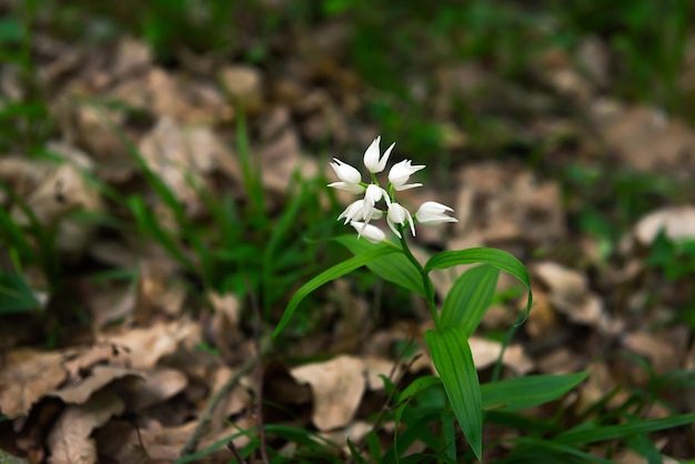 Fiori di bosco selvatico