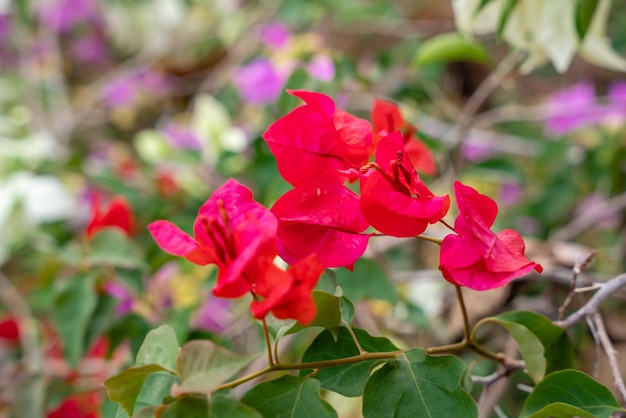 Fiori di Bougainville che sbocciano nel giardino