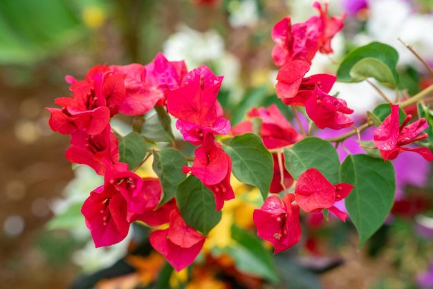 Fiori di Bougainville che sbocciano nel giardino