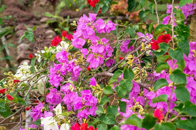 Fiori di Bougainville che sbocciano nel giardino