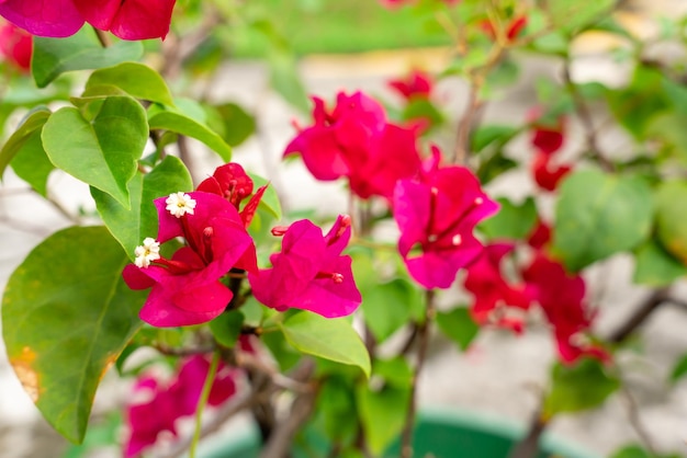 Fiori di bouganville che sbocciano nel giardino