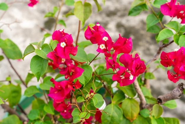 Fiori di bouganville che sbocciano nel giardino