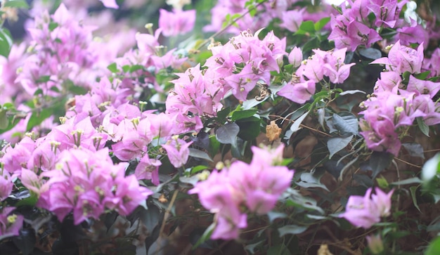 Fiori di bouganville e albero di piante di bouganville nella stagione estiva Questi fiori di bouganville sono rosa e viola