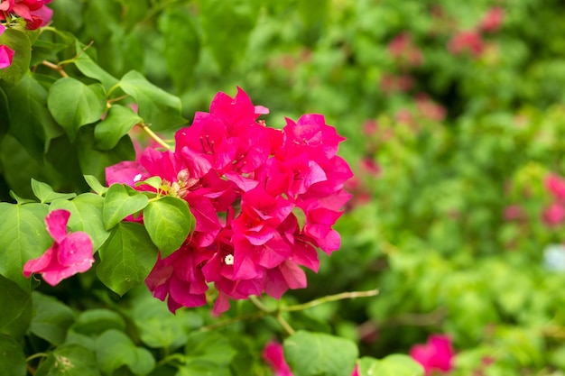 Fiori di bouganville in fiore di colore rosa vivido