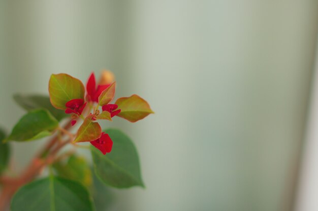 Fiori di bouganville in fiore in primavera