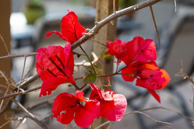 Fiori di bouganville rosa che fioriscono isolati