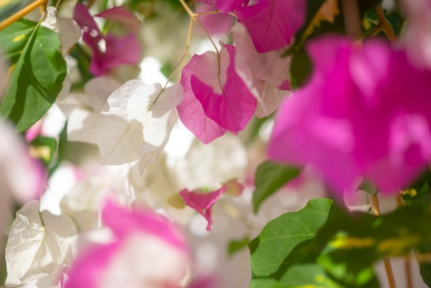 Fiori di bouganville rosa e bianchi primo piano Miss universo tipo Cornice di foglie verdi Petali bianchi che diventano rosa Flora esotica delle Isole Canarie di Tenerife Spagna Carta da parati della natura estiva