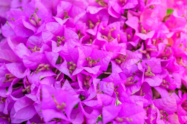 fiori di bouganville rosa magenta