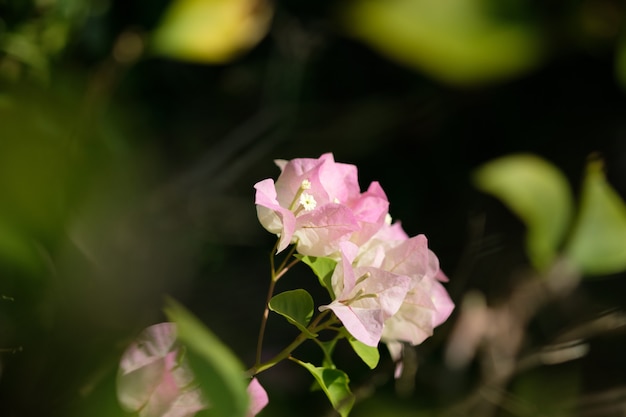 Fiori di bouganville rosa