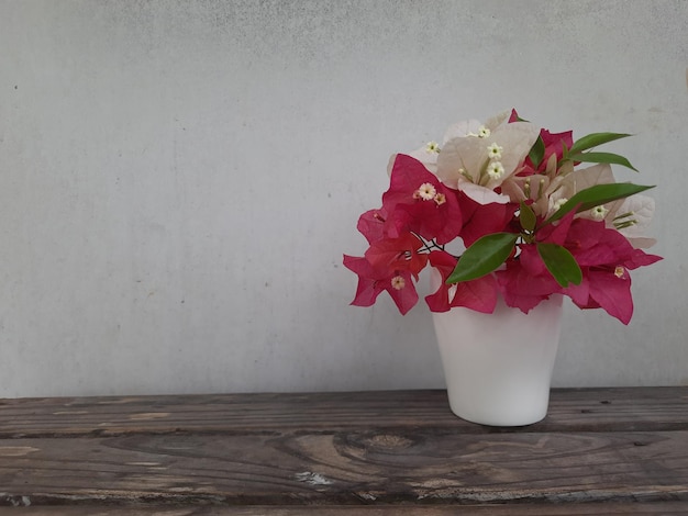 Fiori di bouganville rossi e bianchi in un vaso bianco