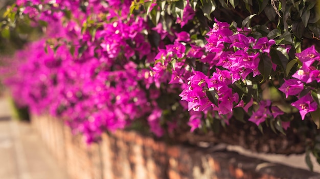 Fiori di bouganville viola all'aperto, concetto di sfondo della natura