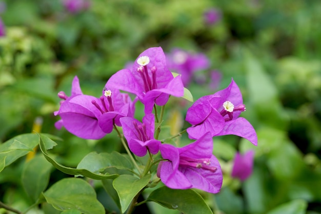 Fiori di bouganville viola in giardino