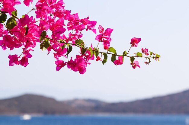 Fiori di bouganville viola sullo sfondo del mare e dell'isola Concetto di vacanza estiva e natura costiera