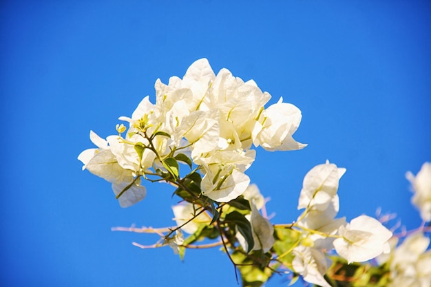 Fiori di bouganville