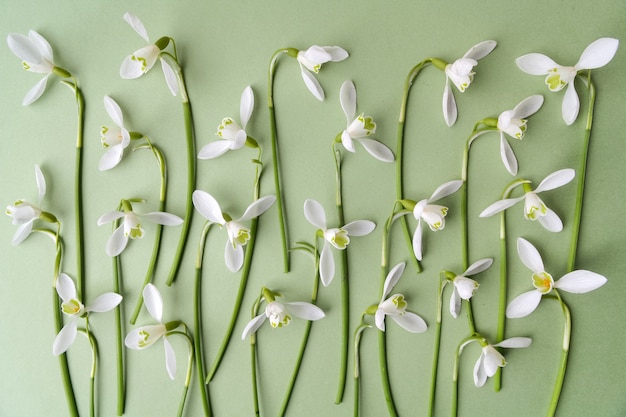 Fiori di bucaneve bianchi isolati