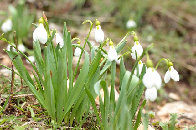 Fiori di bucaneve che sbocciano in inverno