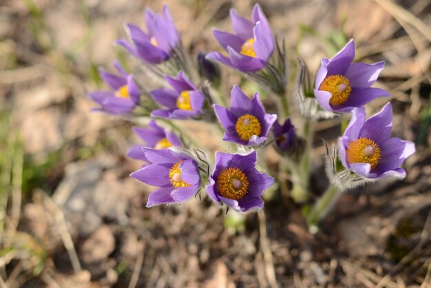 Fiori di bucaneve Erba da sogno Pulsatilla patens Fiori di campo primaverili delicati nei campi forestali vista dall'alto