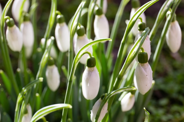 Fiori di bucaneve nella foresta