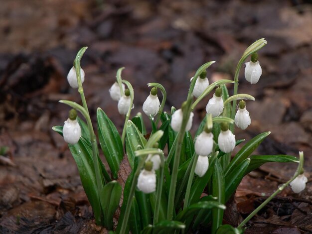 Fiori di bucaneve nella foresta