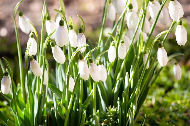 Fiori di bucaneve nella foresta