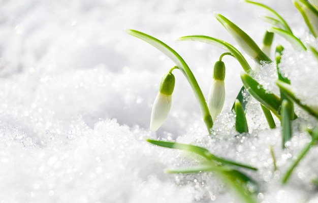 Fiori di bucaneve nella neve Carta per le vacanze con spazio per la copia