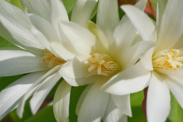 Fiori di cactus bianchi macro giornata di sole Fiore sfondo floreale fuoco selettivo