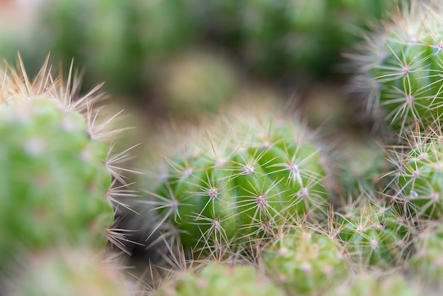 Fiori di cactus e cactus popolari per la decorazione