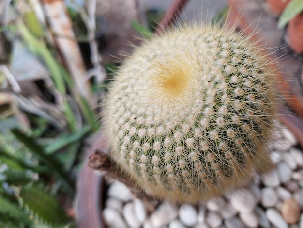 Fiori di cactus e cactus popolari per la decorazione